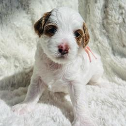 Lulu - Parti female Goldendoodle puppy in American Fork, Utah from Kym’s Micro Mini Goldendoodles