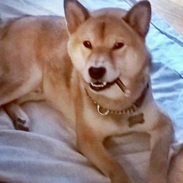 Schipperkes and Shiba Inu from Aria Show Dogs