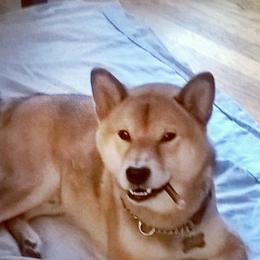 Schipperkes and Shiba Inu from Aria Show Dogs