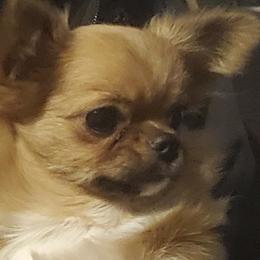 Hazel - Chihuahua