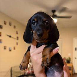 Nova - Black and tan female Dachshund puppy in Surprise, Arizona from Mighty Little Dachshunds