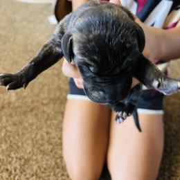 Dark brindle - Brindle male Great Dane puppy in Devine, Texas from Texas Devine Danes & Aussies