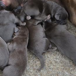 Charity - Chocolate female Labrador Retriever puppy in Camden, Indiana from Camden's Caring Canines