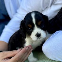 Beaumont - Tri-color male Cavalier King Charles Spaniel puppy in Draper, Utah from Peaks Pups — Exceptional by Nature. Raised with Purpose.