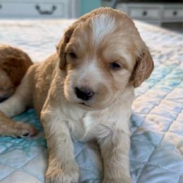 Amy - Apricot female Goldendoodle puppy in Pensacola, Florida from Goldendoodles Love You in Pensacola Friend Edition