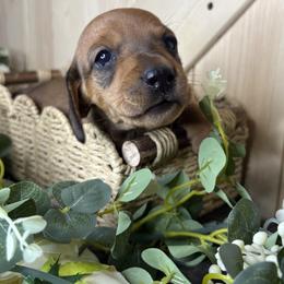 Stubz - Red male Dachshund puppy in Brownsville, California from Pine & Pasture Dachshunds