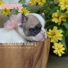 Strawberry - Fawn and white female French Bulldog puppy in Loxahatchee, Florida from Blue Wonder Frenchies