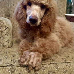 Wiki - Poodle puppy from Shenanigans Red & Apricot Standard Poodles
