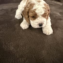 Cavapoo Puppies from The love of Cavapoos