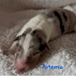 Artemis - Blue merle male Collie puppy in Malvern, Arkansas from Lost Acres Collies