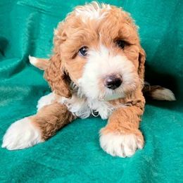 Jessie - Parti female Goldendoodle puppy in Peoria,  Az, Arizona from Not Just "Golden" Doodles