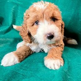 Jessie - Parti female Goldendoodle puppy in Peoria,  Az, Arizona from Not Just "Golden" Doodles