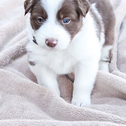Border Collie Puppies from Silver Creek Ridge