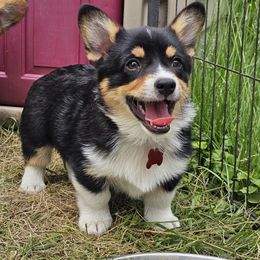 Budweiser - Black and tan male Pembroke Welsh Corgi puppy in Rensselaer, Indiana from STR Corgis