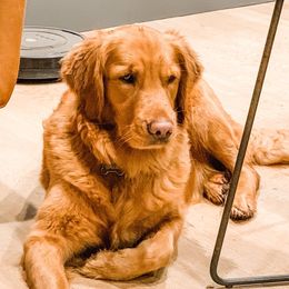 Chloe - Golden Retriever