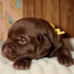 Gold - Chocolate male Labrador Retriever puppy in Gainesville, Georgia from Rucker Retrievers