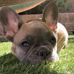 French Bulldogs from Spinner puppies