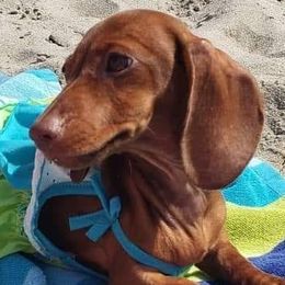 Dachshunds from Moondox Dachshunds