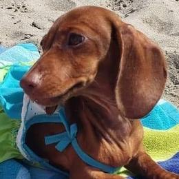 Dachshunds from Moondox Dachshunds