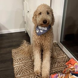 Bernedoodle and Poodle All Grown Up from Sweet Tea Kennels