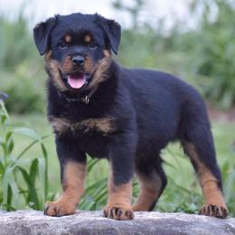 Impresto Brown - Black and mahogany male Rottweiler puppy in Catawissa, Pennsylvania from Sharp Ridge Rottweilers