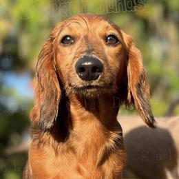 Reba - Dachshund