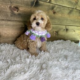 Lola - Red female Cockapoo puppy in Middlebury, Indiana from Pine Grove Canines