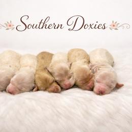 Dachshund puppies from Southern Doxies