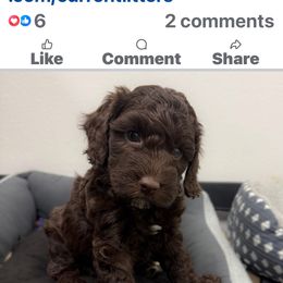 Truffle - Chocolate female Australian Labradoodle puppy in Helena, Montana from Labradoodles of Montana