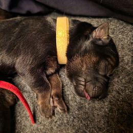 Yellow collar (Honey) - Black and red female German Shepherd puppy in Hermitage, Pennsylvania from Shepherds of the Hundred Acres