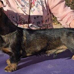 Dachshund puppies from Timber Springs Wirehair Dachshunds