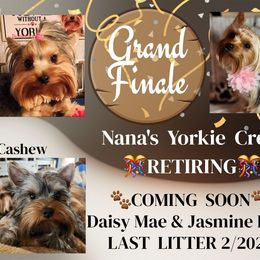 Yorkshire Terrier puppies from Nana's Yorkie Crew
