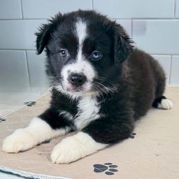 Pink collar - Black tri female Miniature Australian Shepherd puppy in Brooker, Florida from Triple Branch Aussies