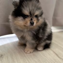 Lil bear 4000 - Blue merle male Pomeranian puppy in California from Pawsh Poms