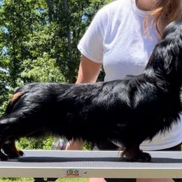 Little Legs Waymaker by Akins - Dachshund