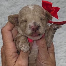 Scrappy - Red  male Goldendoodle puppy in Vernon, Texas from Sugarland's Texas Goldendoodles