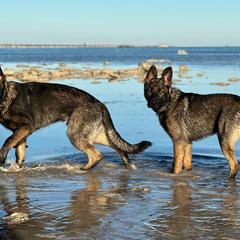 German Shepherd Puppies from Key Star German Shepherds