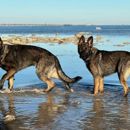 German Shepherd Puppies from Key Star German Shepherds