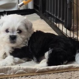 Tiffany V - female Shihpoo puppy in Kernersville, North Carolina from SweetTee's Shih Tzus LLC