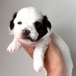 Blue Male - Black and white male Shihpoo puppy in Asheboro, North Carolina from Southern Bred Pups
