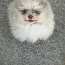 Piglet - Blue merle male Pomeranian puppy in Randleman, North Carolina from Luxurious Poms