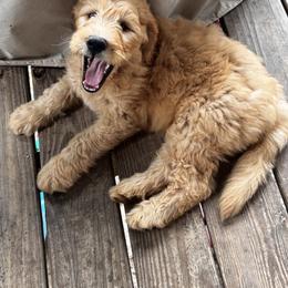 Goldendoodle Puppies from Dani’s Doodles