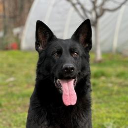 Hakira - German Shepherd