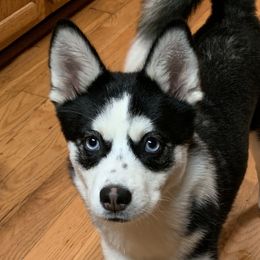 Vixen - Pomsky