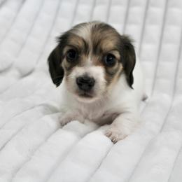 Sandy - Piebald female Dachshund puppy in Fairfax, Iowa from Grayson’s Lovable Dachshunds
