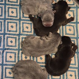 French Bulldog puppies from West Texas Dachshunds LLC