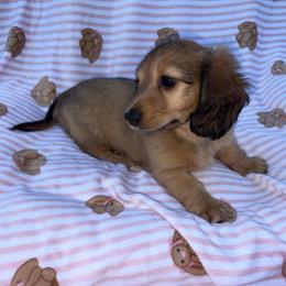 Girl 1 - Dapple female Dachshund puppy in Columbiana, Alabama from Bendita Kennels