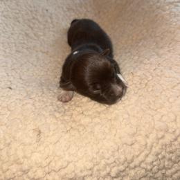Copper - Red & white male Australian Shepherd puppy in Yelm, Washington from Country Rose Australian Shepherds