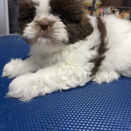 Pooh Bear - Liver male Shih Tzu puppy in Eunice, Louisiana from 4J's Cajun Kennels