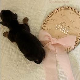 Raven - Black and tan female Dachshund puppy in Bonney Lake, Washington from HP Dachs
